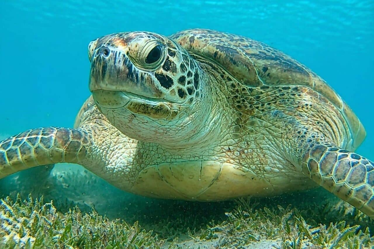 Marsa Mubarak coral reef and marine life, one of the best snorkeling spots in Egypt with high turtle visibility