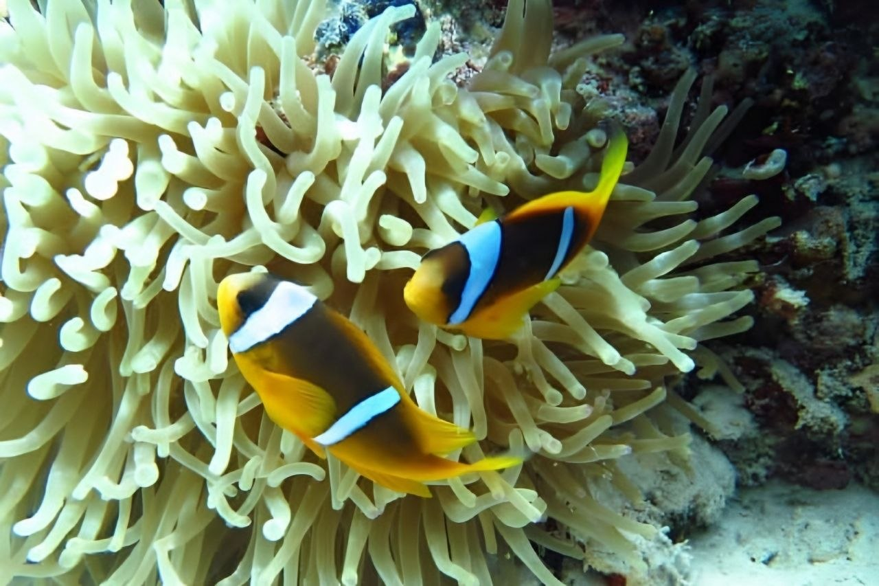 Clownfish Nemo Marsa Egla Marsa Alam shore diving
