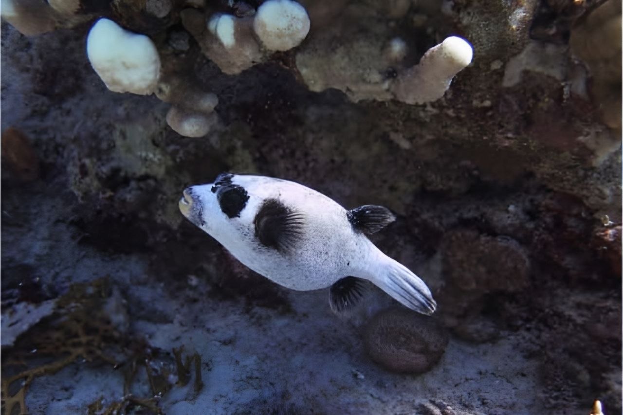 Underwater world Marsa Alam shore diving Marsa Assalaya reef
