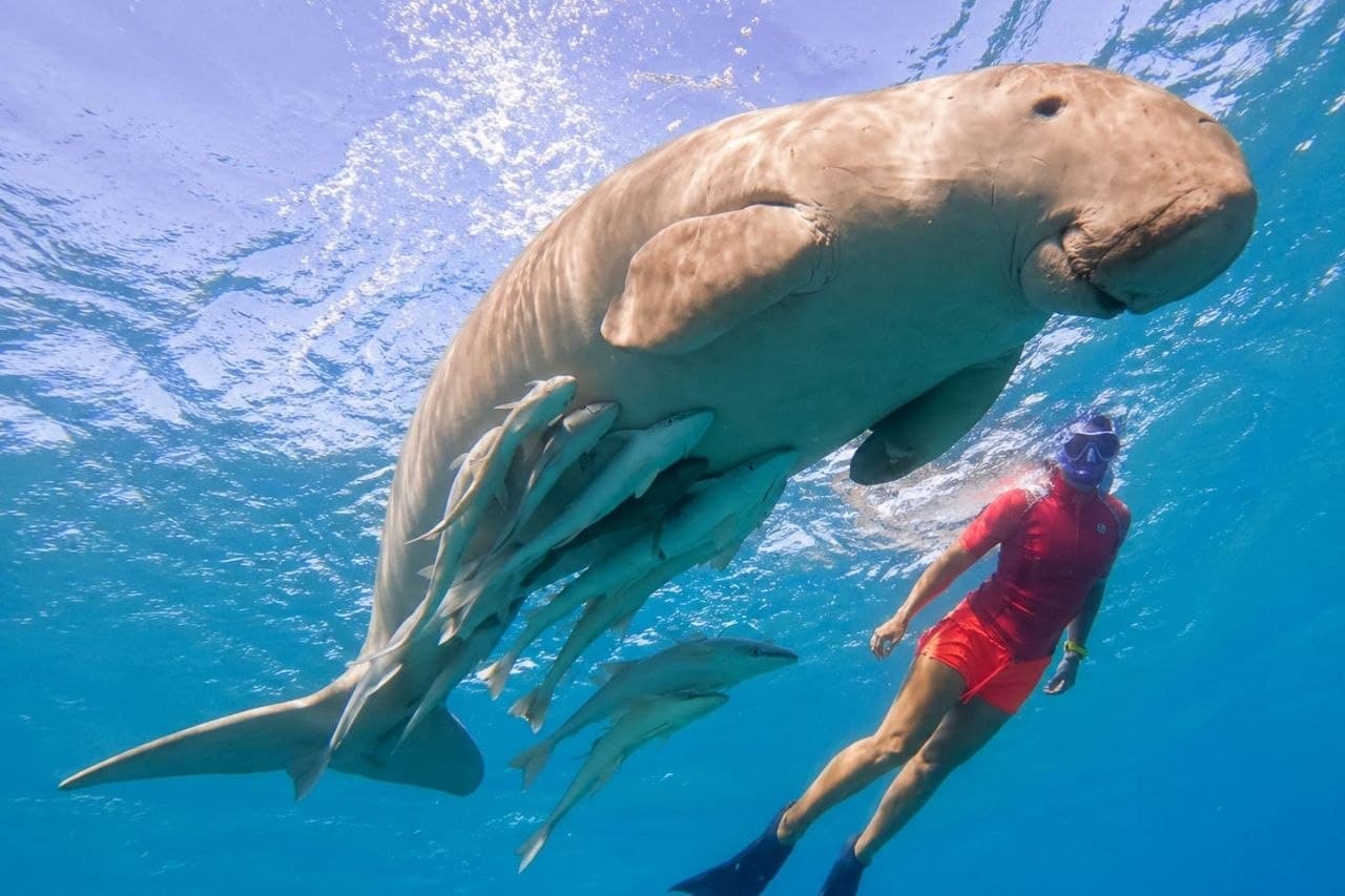 Spacious yacht for Marsa Mubarak snorkeling tour, lunch and drinks included, comfortable Red Sea boat trip