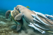 Marsa Mubarak (Turtle house)