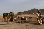 Camel and Horse Riding Tour in Marsa Alam
