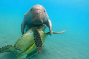 Marsa Mubarak (Turtle house)