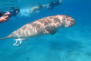 Diving in Marsa Alam