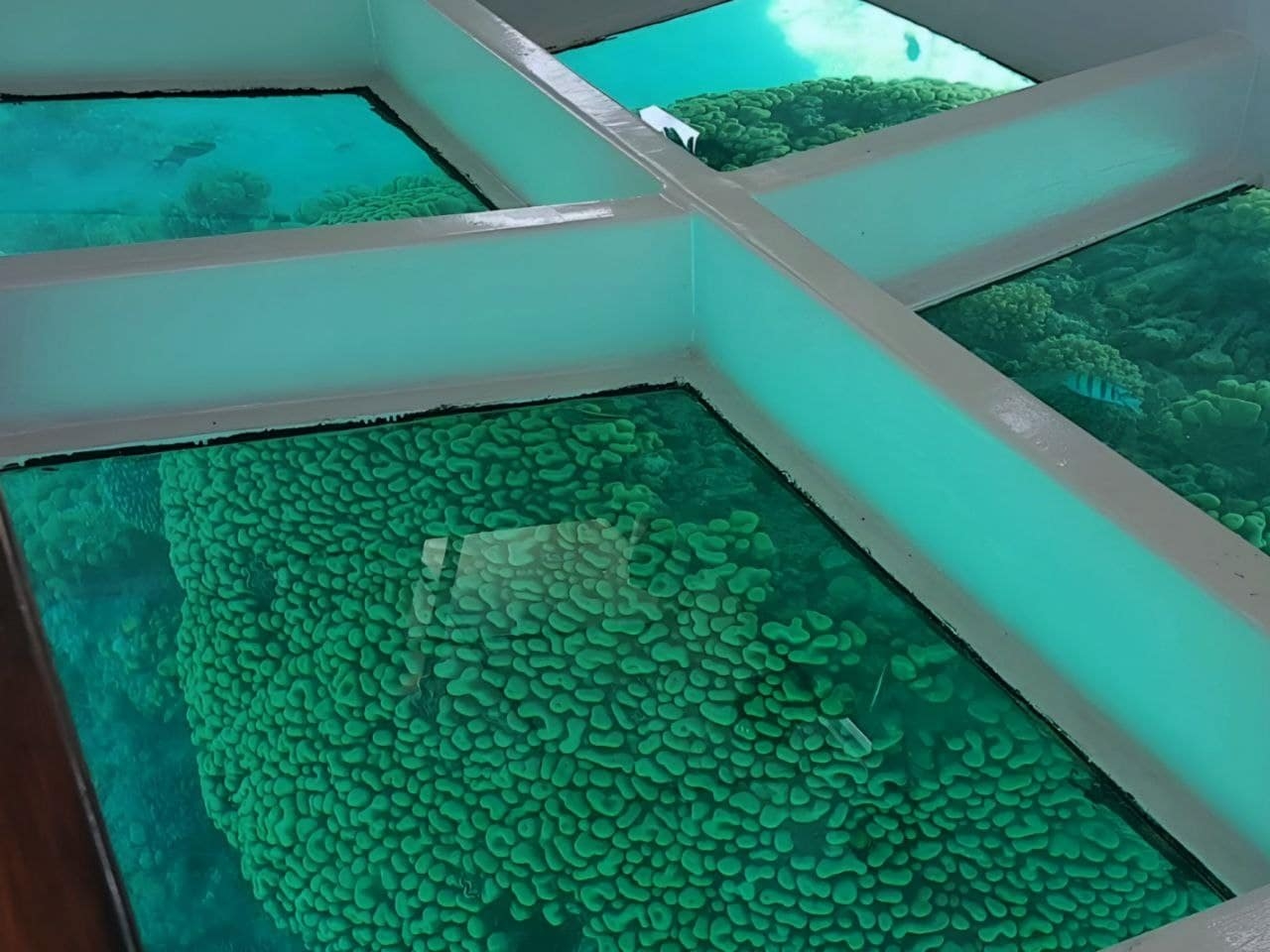 Łódź ze szklanym dnem Sharm El Sheikh