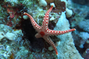Diving in Marsa Alam