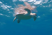 Diving in Marsa Alam
