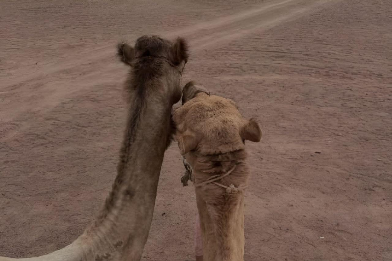 Tourists enjoying camel safari in Marsa Alam desert with trained animals and safe experience