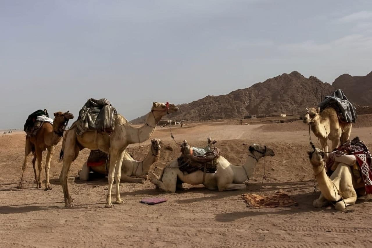 Family-friendly camel riding tour in Marsa Alam with children and beginner-friendly training